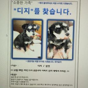 창원시 봉림동에서 사라진 슈나우져 여아 찾습니다.. 제발 부탁드립니다 도와주세요