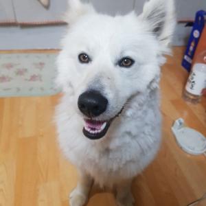 사례금있음 / 흰색 사모예드+허스키 파란목줄 / 경기도