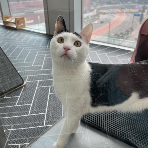 5살 고양이 무료분양합니다.