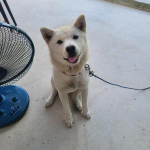 김천시 봉산면에서 우리 두부를 잃어버렸어요..발견하시면 꼭 연락주세요.