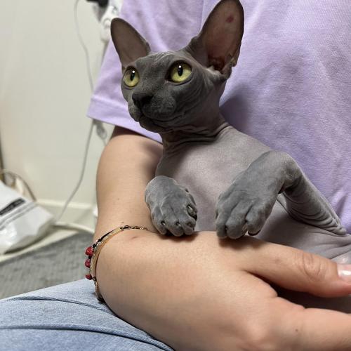 회색 스핑크스고양이 찾습니다