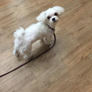 [강서구 방화동] 8월28일 사라진 말티즈찾습니다