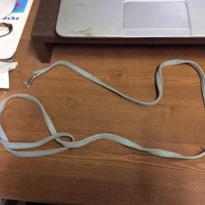 도봉구쌍문동 우이천에서 갈색푸들을 잃어버렸습니다. 하늘색등줄 착용!!!