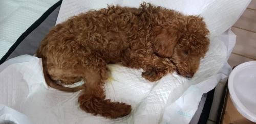 갈색 남아 푸들 주인 제발 연락주세요 ~~