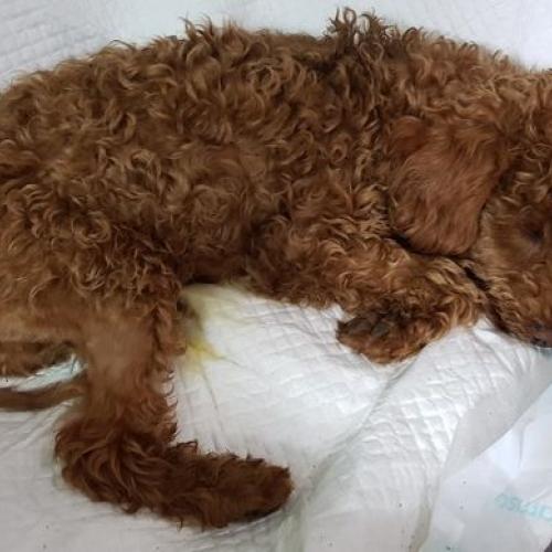 갈색 남아 푸들 주인 제발 연락주세요 ~~