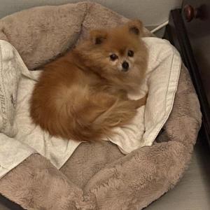 갈색 포메 찾아요