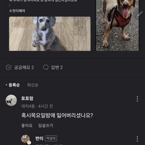 5살된 남아 믹스견 찾아요
