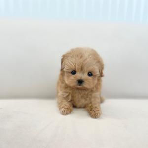 2개월 크림말티푸 분양가 5만원 가족이 되어주세요