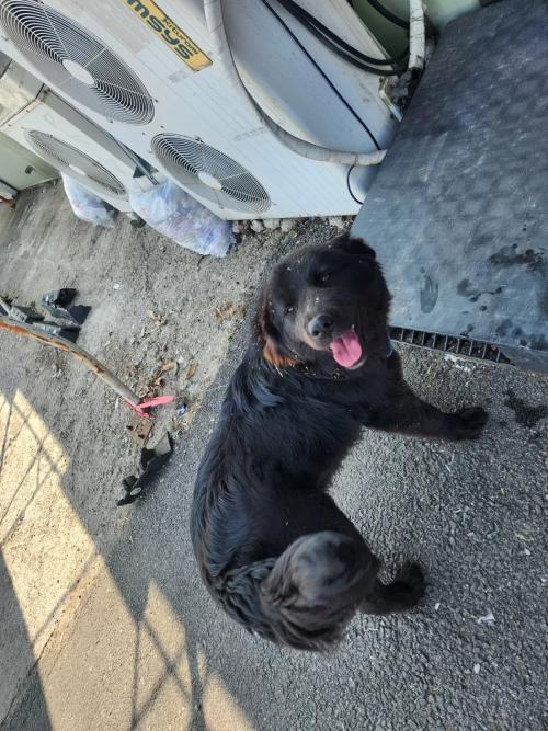 경기도 성석동, 파주인접 까만 창고견