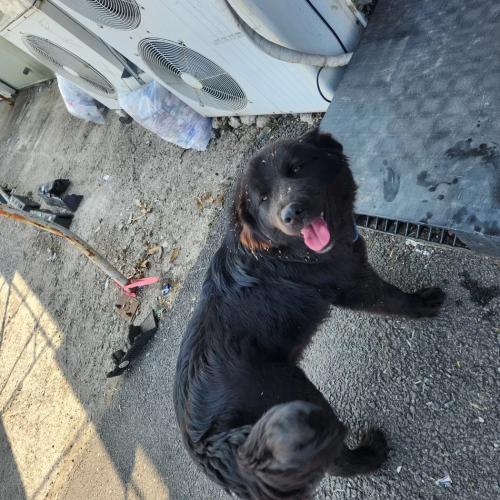 경기도 성석동, 파주인접 까만 창고견