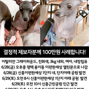 이탈리안그레이하운드 "위피"를 찾아요!ㅠㅠ
