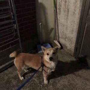 성신여대입구역 근처 갈색 강아지 찾습니다