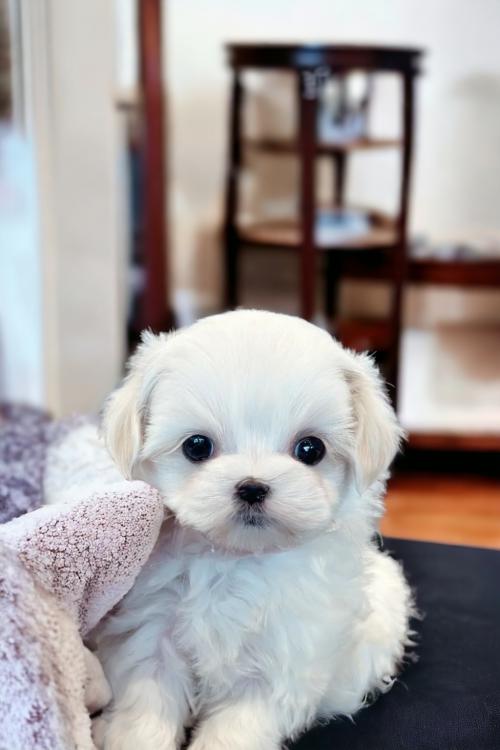 말티즈 남자아이 분양드립니다