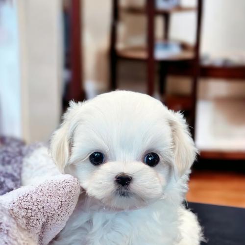 말티즈 남자아이 분양드립니다