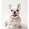 프랜치 불독 입양 하실분
