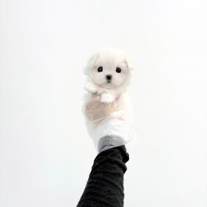 [40만] 작고 사랑스러운 말티즈분양 보내요~