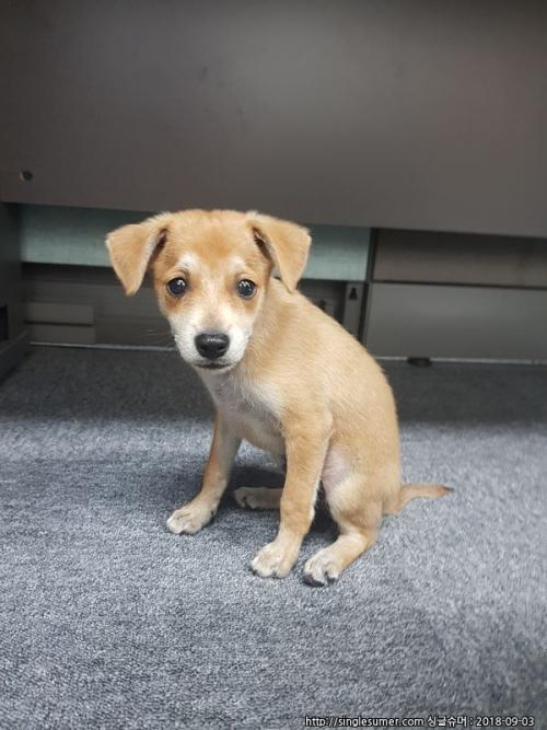 회기에서 새끼 강아지 임보중이에요...