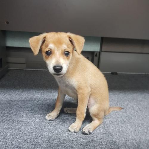 회기에서 새끼 강아지 임보중이에요...