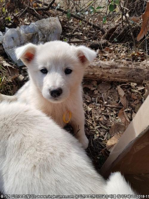 강아지 4마리 분양합니다.