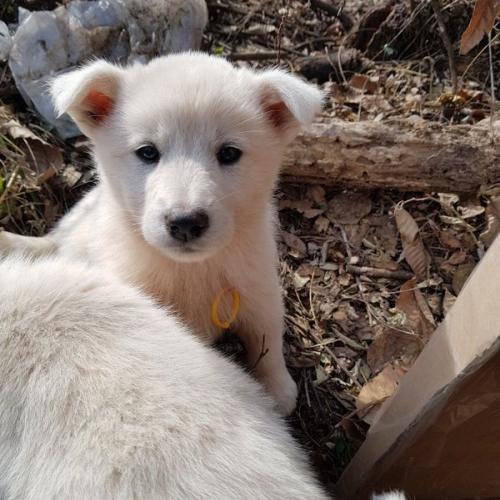 강아지 4마리 분양합니다.