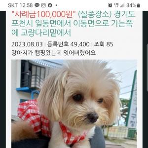 강아지를 찾습니다