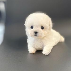 책임비 5만원 말티푸