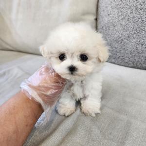 미니비숑분양 2개월령 모량 빵빵 애교 빵빵