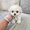 미니비숑분양 2개월령 모량 빵빵 애교 빵빵