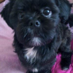 자식같은 강아지를 찾습니다