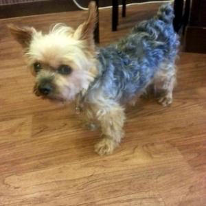 강아지를찾습니다