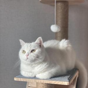 고양이를 찾습니다