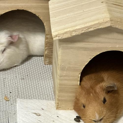 기니 두마리 사랑으로 보듬어주실분 ,,