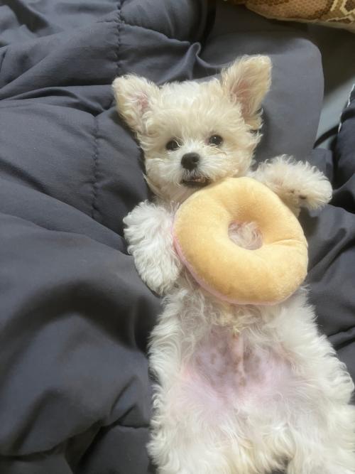 저희집 애기 사랑으로 키워주실분 찾아요 3개월 비숑