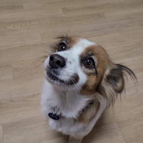 임보견 하늘이 입양해주세요