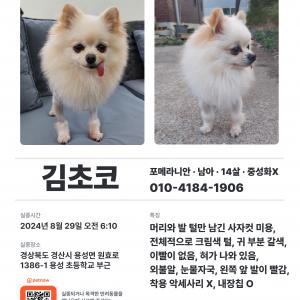 14살 노견 찾아주세요