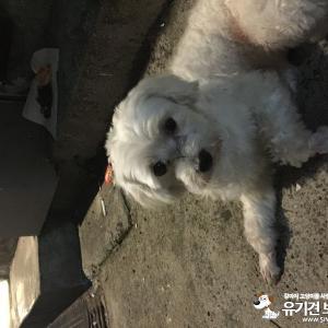 말티즈믹스(6kg 넘어요) 보호중입니다.