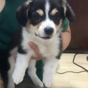 광명시청 부근 웰시코기 아가 찾아요!!