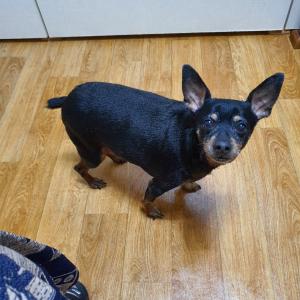 강아지를 찿아 주세요.