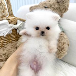 모량부자 2개월 포메라니안 왕자님 가족을 찾아요 ❤