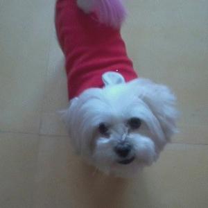 말티즈 여아 10살 사례금 300만원