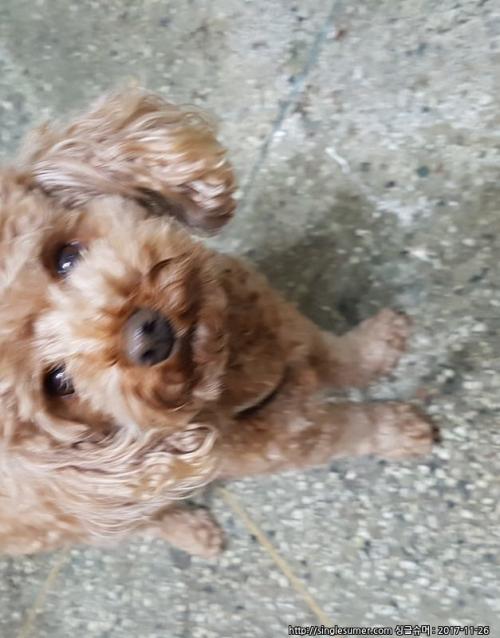 토이푸들 함열에서 보호중입니다