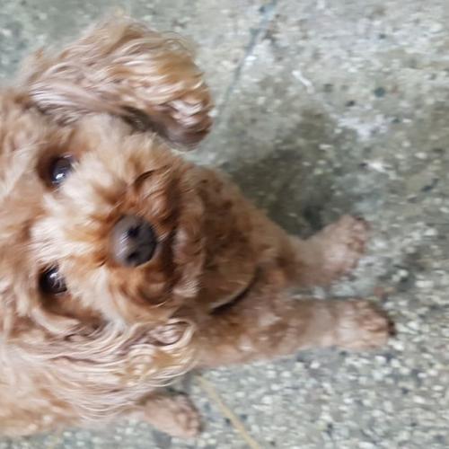 토이푸들 함열에서 보호중입니다