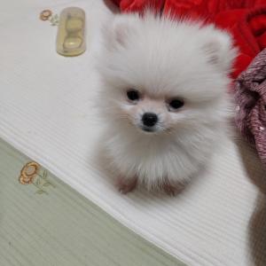 부산 서구 대신동 포메라이언 흰색찾습니다