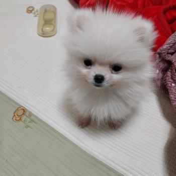 부산 서구 대신동 포메라이언 흰색찾습니다