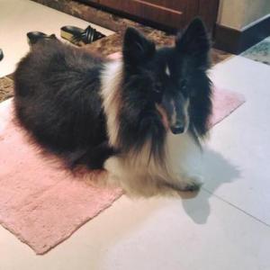 서울 송파구 근처 에서 잃어버린 ★강아지를찾습니다★