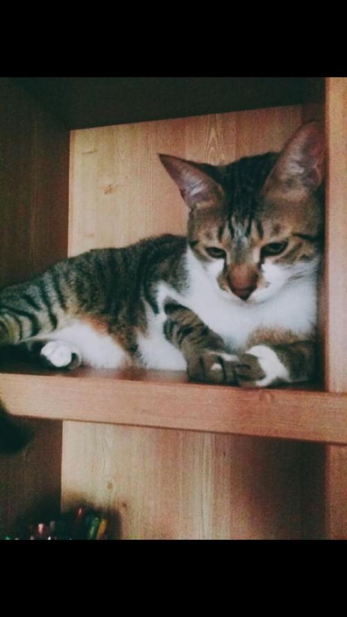 고양이 분양합니다