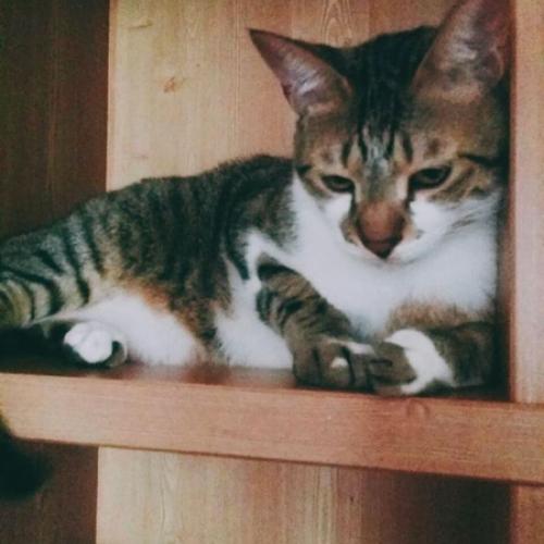 고양이 분양합니다