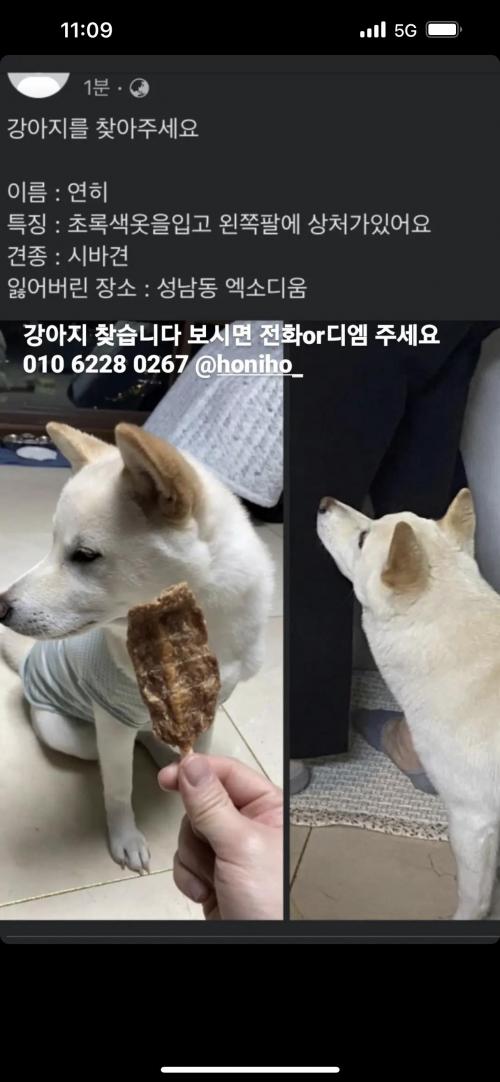 ⭐️강아지좀 찾아주세요⭐️