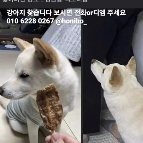 ⭐️강아지좀 찾아주세요⭐️
