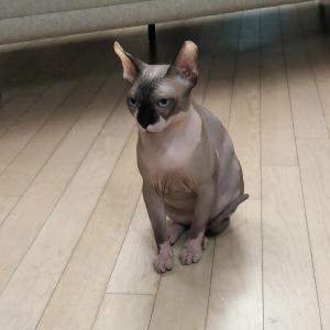 10개월된 스핑크스 수컷 입양보내요ㅠ